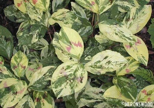 Горец виргинский painter's palette (пэйнтерс пэлет). Горец (persicaria) пейнтерс палетт. Горец палитра художника. Горец кустарник вариегата. Горец пейнтерс палетт.