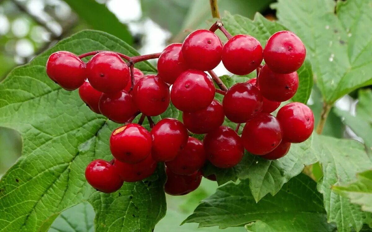 Калина обыкновенная жолобовская. Калина. Калина низкорослая. Ягода калина куст. Где найти калину.