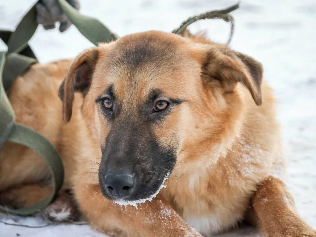 ланхар собака. идеальная собака. собака до 8 лет. фото 8 собака. Ves8 собака.