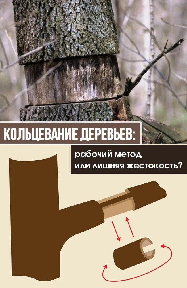 Метод кольцевания используют для определения