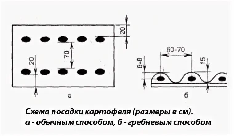 На каком расстоянии сажать картофель между рядами. Посадка картофеля схема посадки картофеля. Схема посадки картофеля в гребни. Схема посадки картофеля в открытом грунте расстояние. Двухрядный способ посадки картофеля схема.