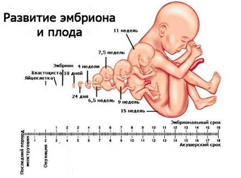 На каком сроке чувствуется ребенок