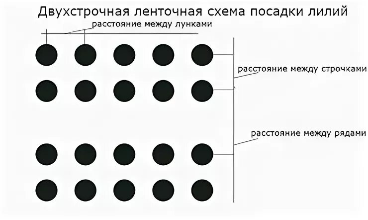 На каком расстоянии сажать луковицы. Схема посадки лилии. Расстояние между посадками лилий. Схема посадки лилии в открытый грунт. Схема посадки лилий группами.