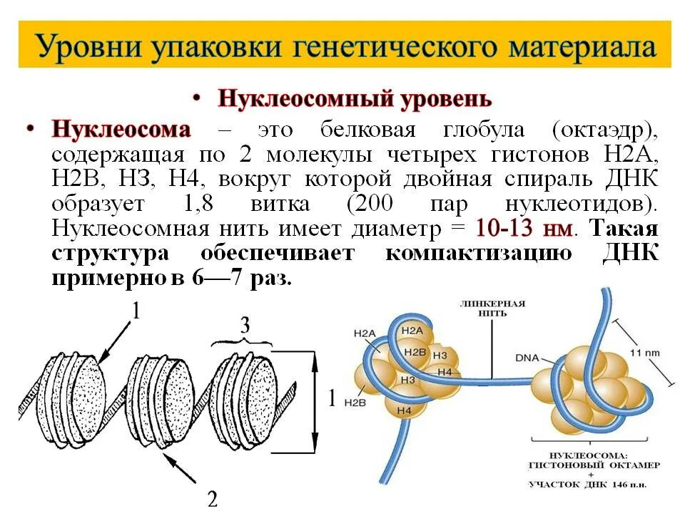 Предположите какая из представленных последовательностей принадлежит гистону. Уровни компактизации ДНК эукариот. Уровни упаковки хроматина, нуклеосомы. Упаковка ДНК структура нуклеосом. Нуклеосомная нить строение.