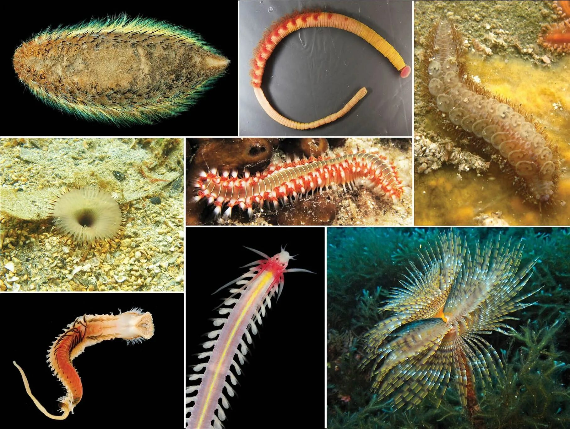 Многощетинковые черви черви. Морские многощетинковые кольчатые черви. Многощетинковые полихеты. Многощетинковые морские черви полихеты.