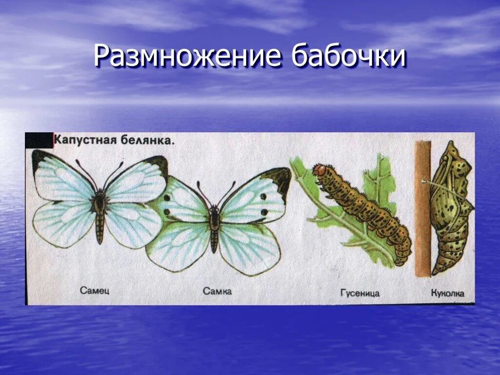 Капустная белянка неполное превращение. Размножение бабочек. Размножениебабояки. Оплодотворение бабочки. Бесполое размножение бабочки.