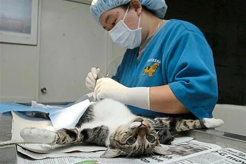 Стерилизовать кошечку
