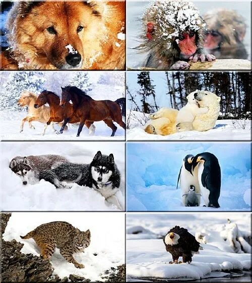 Изменения в живой природе осенью. Осенние изменения в живой природе. Сезонные изменения в живой природе зимой. Интересные факты о зайце беляке. Сезонные изменения в природе для детей.