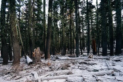 Роще ель