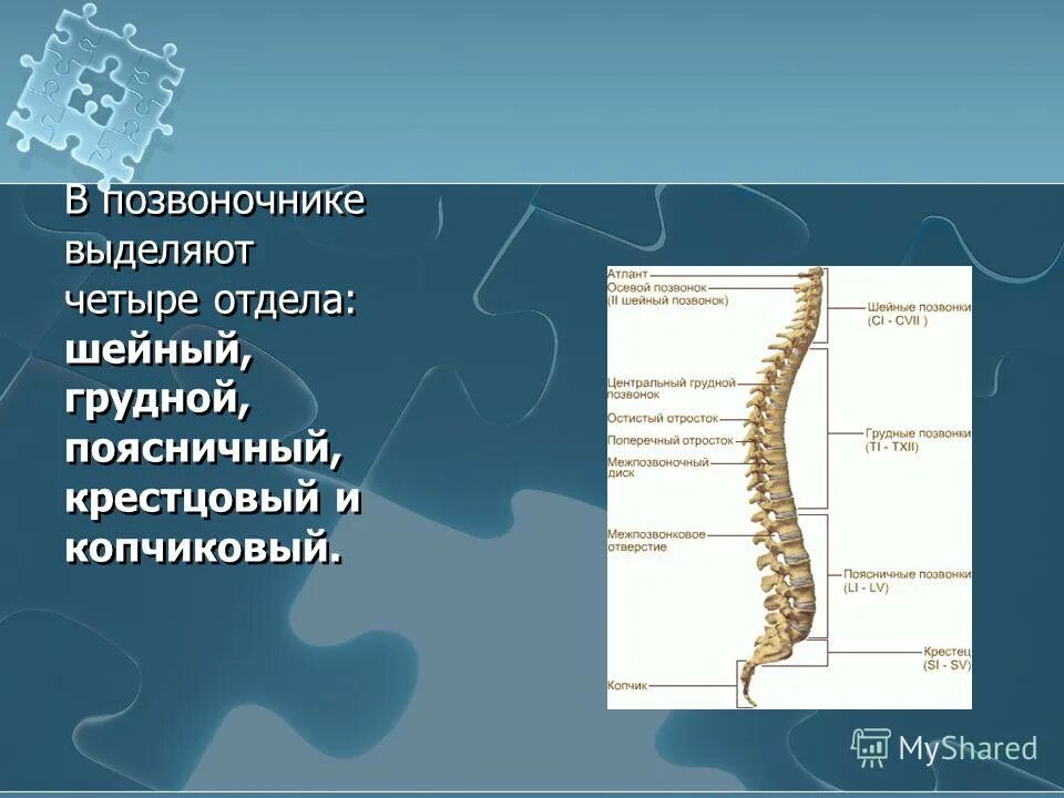 Отделы спины. Шейный грудной поясничный крестцовый отдел позвоночника. Пояснично крестцово копчиковый отдел позвоночника. Схема пояснично-крестцового отдела позвоночника. Отделы позвоночника шейный грудной поясничный крестцовый копчиковый.