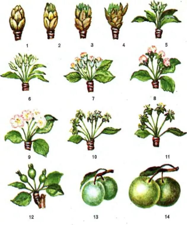 Как отличить цветы. Фенофазы плодовых деревьев. Этапы плодоношения яблони. Фенофазы яблони. Фаза бутонизации плодовых деревьев.