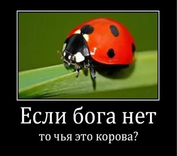 Если бога нет то все дозволено