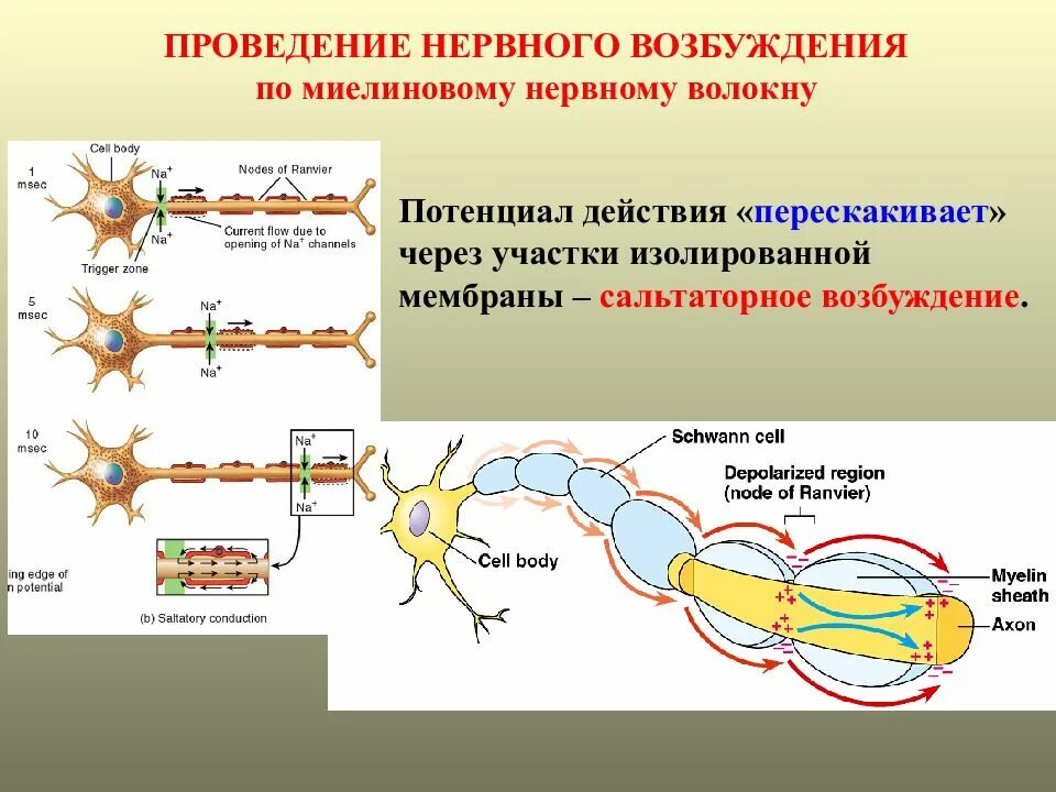 Нервных волокон механизм проведения возбуждения по нервному волокну. Механизм проведения импульсов по нервному волокну. Проведение импульса по нервным волокнам. Механизм проведения возбуждения по миелиновым нервным волокнам.