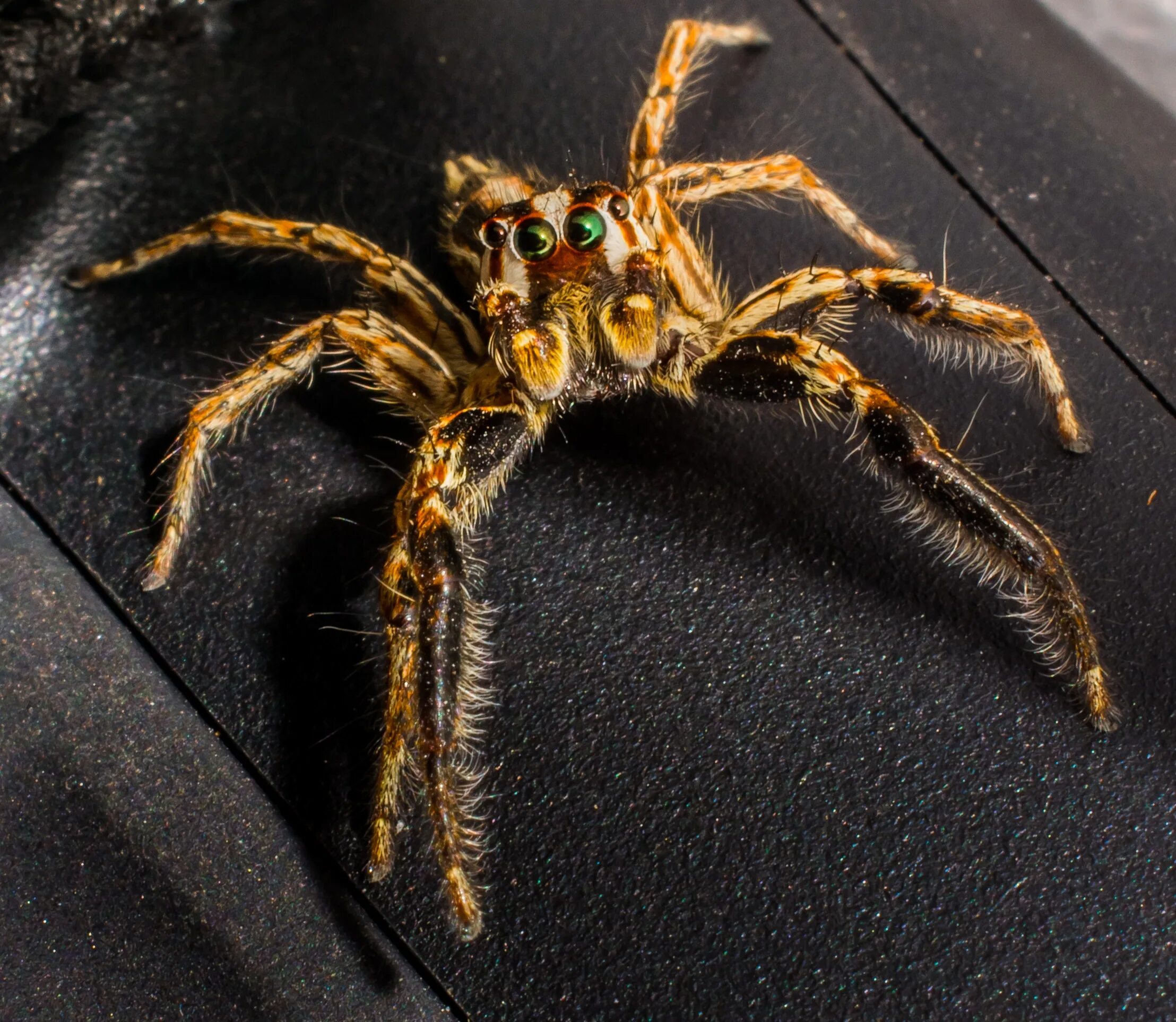 Самые редкие виды пауков. Бразильский странствующий паук. Настоящего паука. Птицеед гигас. Паук луговой крестовик.