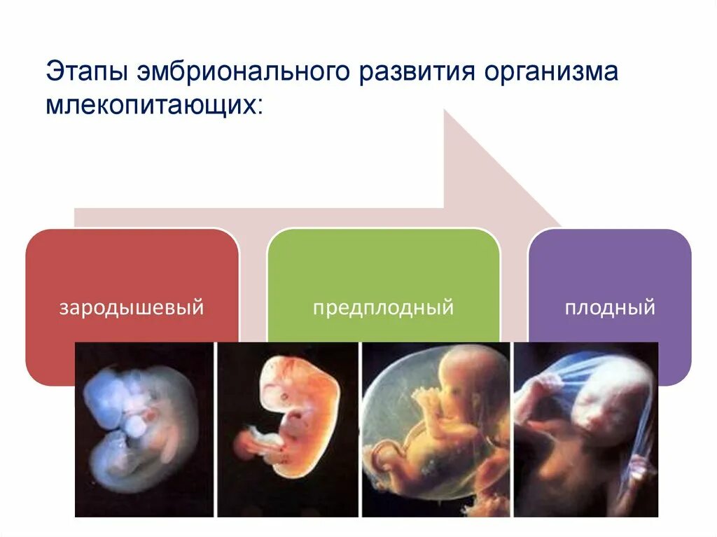 Стадии развития эмбрионального развития. Фазы эмбрионального периода. Эмбриональное развитие организма этапы. Этапы эмбрионального развития человека.