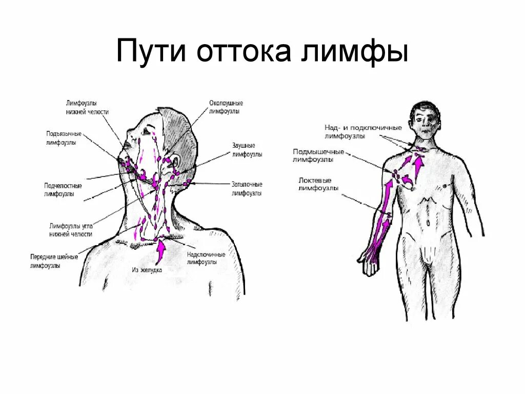 Лимфоузлы и мышцы. Схема лимфатической системы головы. Лимфоузлы на теле человека схема. Подключичные лимфоузлы расположение схема. Лимфатическая система лица схема движения лимфы.