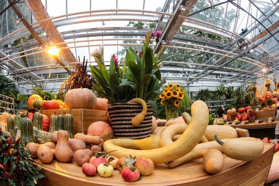 Огород мгу аптекарский ботанический. Ярмарка сад огород. Ботсад мгу аптекарский огород. Ярмарка тыквы в москве. Выставка садоводов на вднх.