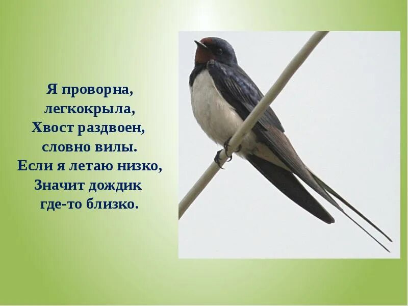 Изящную птицу ласточку называют символом весны. Перелетные птицы Ласточка для детей. Ласточка Перелетная птица. Загадка про ласточку. Ласточка для дошкольников.