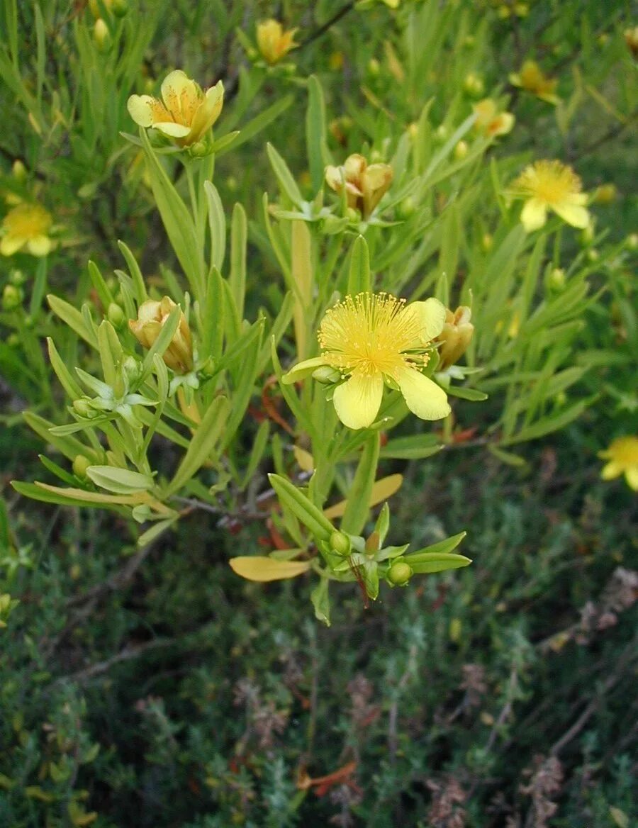 Типа зверобой. Зверобой чашечковидный. Hypericum kalmianum 'Gemo'. Зверобой гемо. Hypericum elegans.