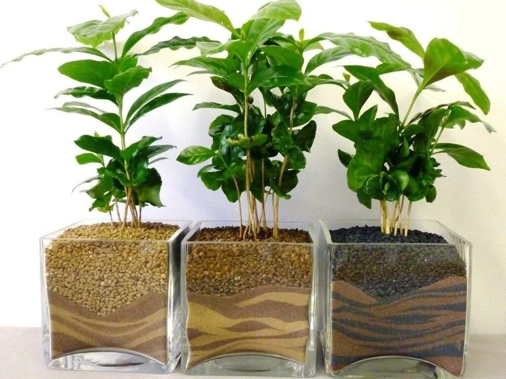 Как растить и ухаживать. Кофе Арабика растение. Кофе Аравийский бонсай. Кофейное дерево (Coffea). Дерево кофе Арабика.