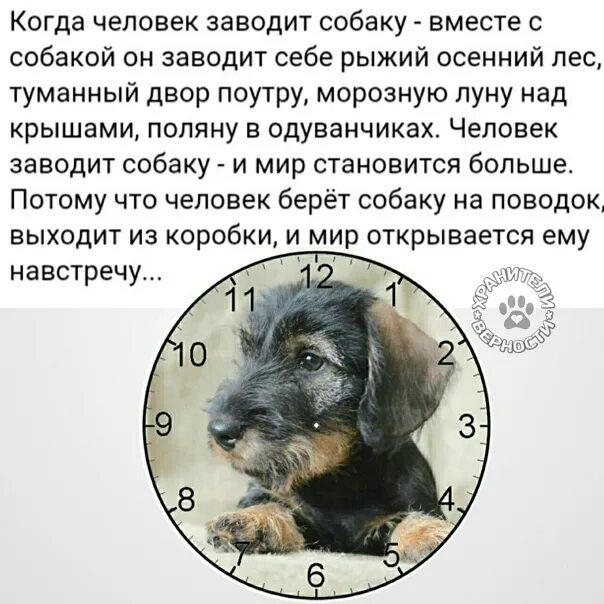 Для чего нужна собака человеку