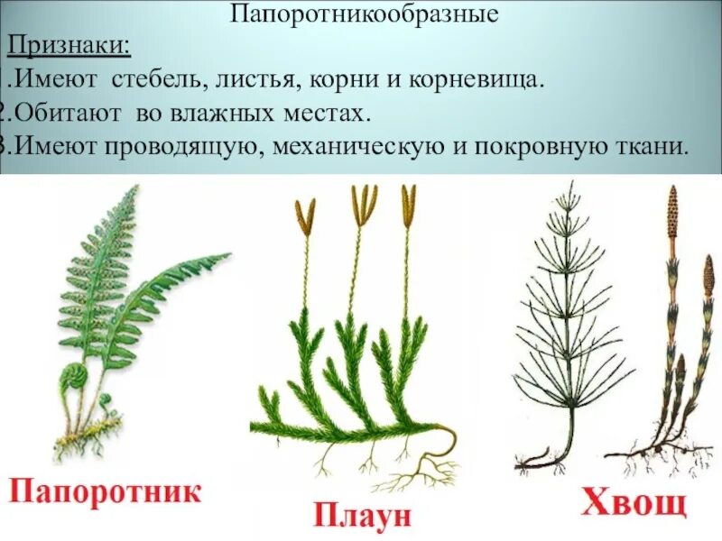 Тесты по теме папоротники хвощи плауны. Плауны хвощи папоротники. папоротники хвощи плауны строение. папоротников плаунов хвощей. мхи папоротники хвощи плауны.