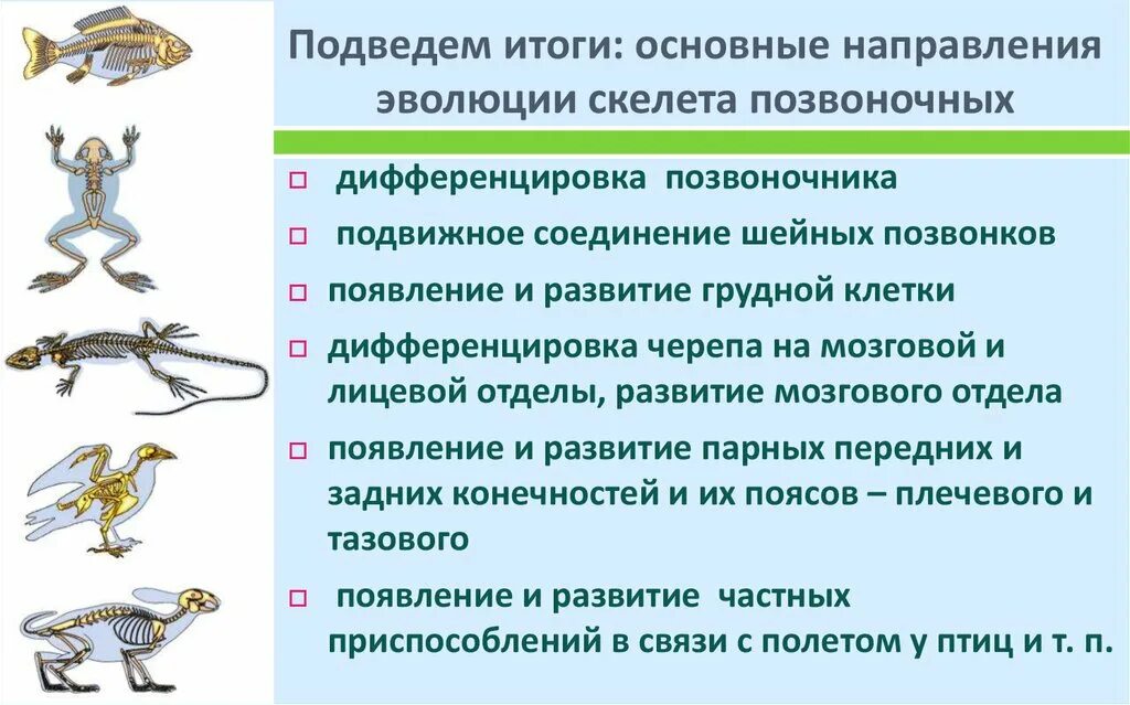 Высшие позвоночные приспособленные к развитию на суше