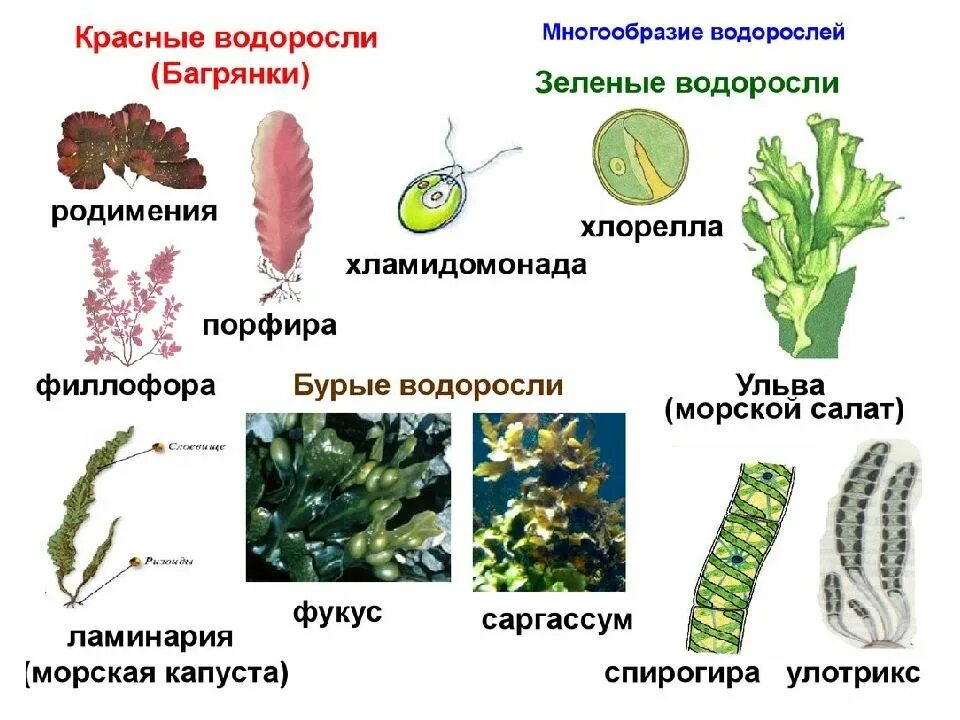 Выберите три правильных ответа зеленые растения. Представители водорослей 5 класс биология. Зеленые водоросли представители ЕГЭ. Биология водоросли зеленые бурые красные. Представители зеленых водорослей 7 класс.