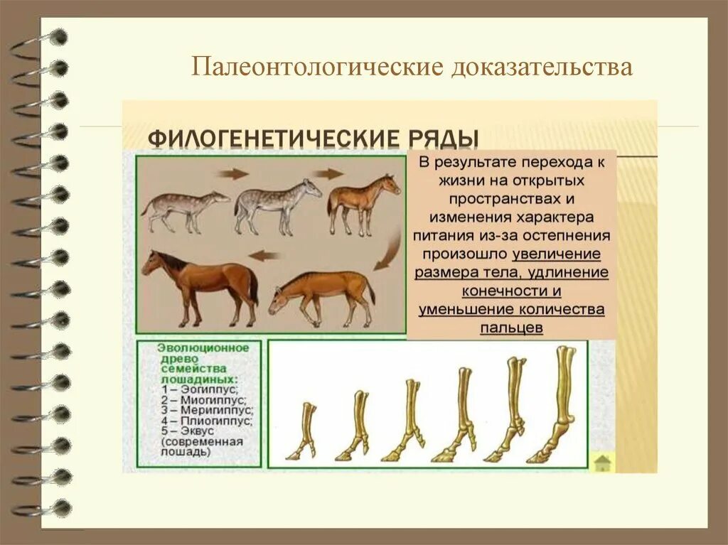 Приведите 2 3 примера переходных. Филогенетический ряд лошади Ковалевский. Филогенетический ряд лошади доказательства эволюции. Филогенетический ряд лошади это сравнительно анатомический. Филогенетический ряд конечностей лошади.