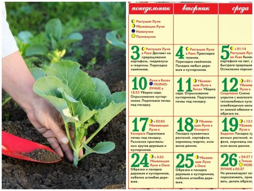 Посадка овощей в апреле. Когда садить капусту на рассаду. Когд а сади ь раседу капусты. Цветы для высадки рассады. Календарь посадки капусты на рассаду.