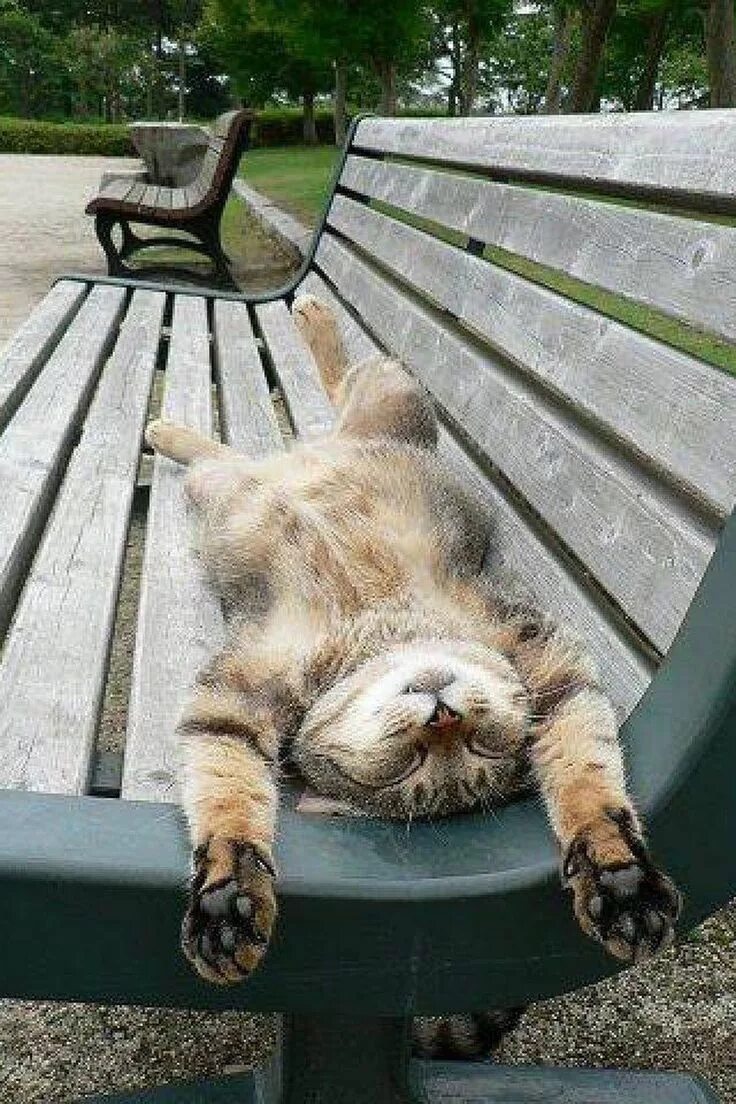 Расслабься отдыха. Отдыхающий кот. Расслабленный кот. Котик отдыхает. Коты расслабляются.