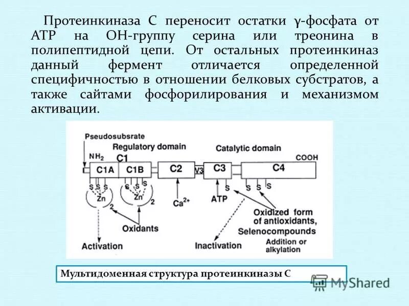 Протеинкиназа а