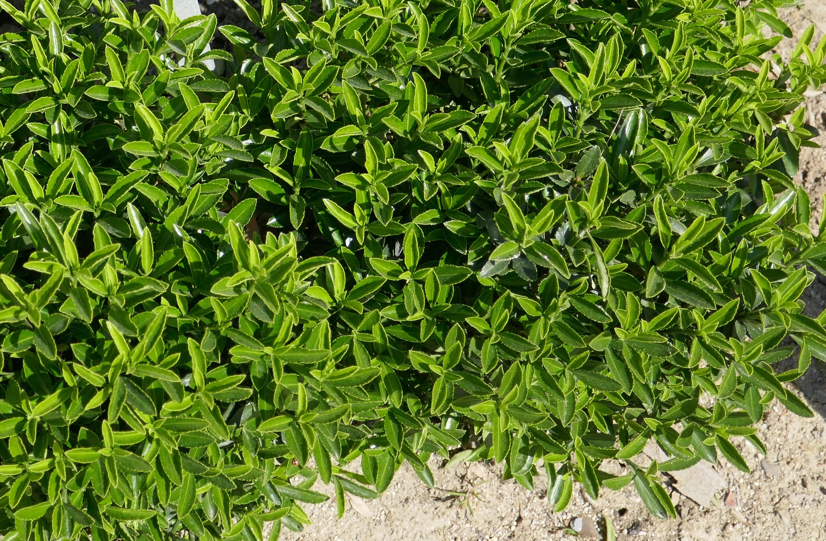 Бересклет японский микрофиллус. Euonymus microphyllus. бересклет greenspire. бересклет японский мелколистный.