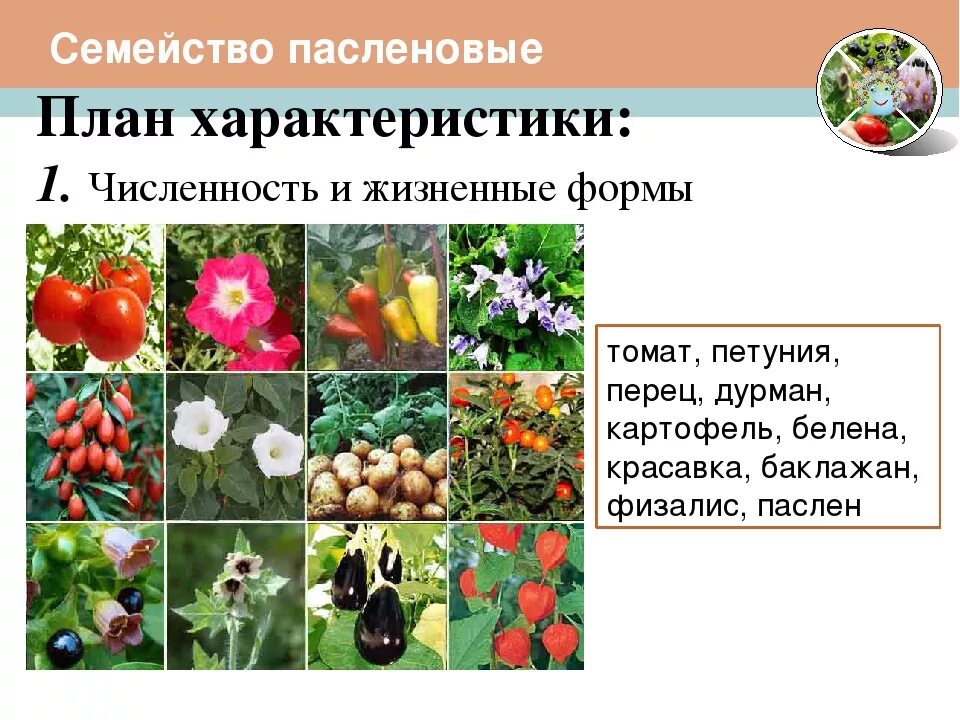 Растения семейства пасленовых ответ. Растения семейства пасленовых. Представители пасленовых растений 6 класс. Семейство Пасленовые представители. Семейства покрытосеменных Пасленовые.