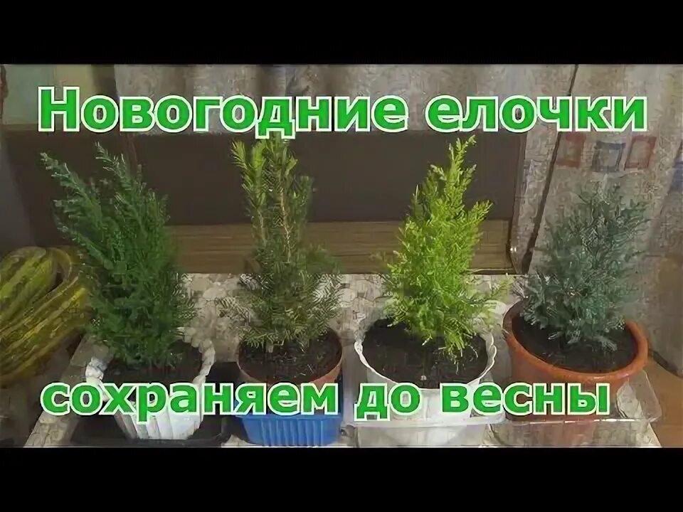 Как сохранить туи в горшках зимой. Ель коника кипарисовик элвуди. как пересадить ёлку в горшок. прикопать ель в горшке. как сохранить елочки в горшках до весны.