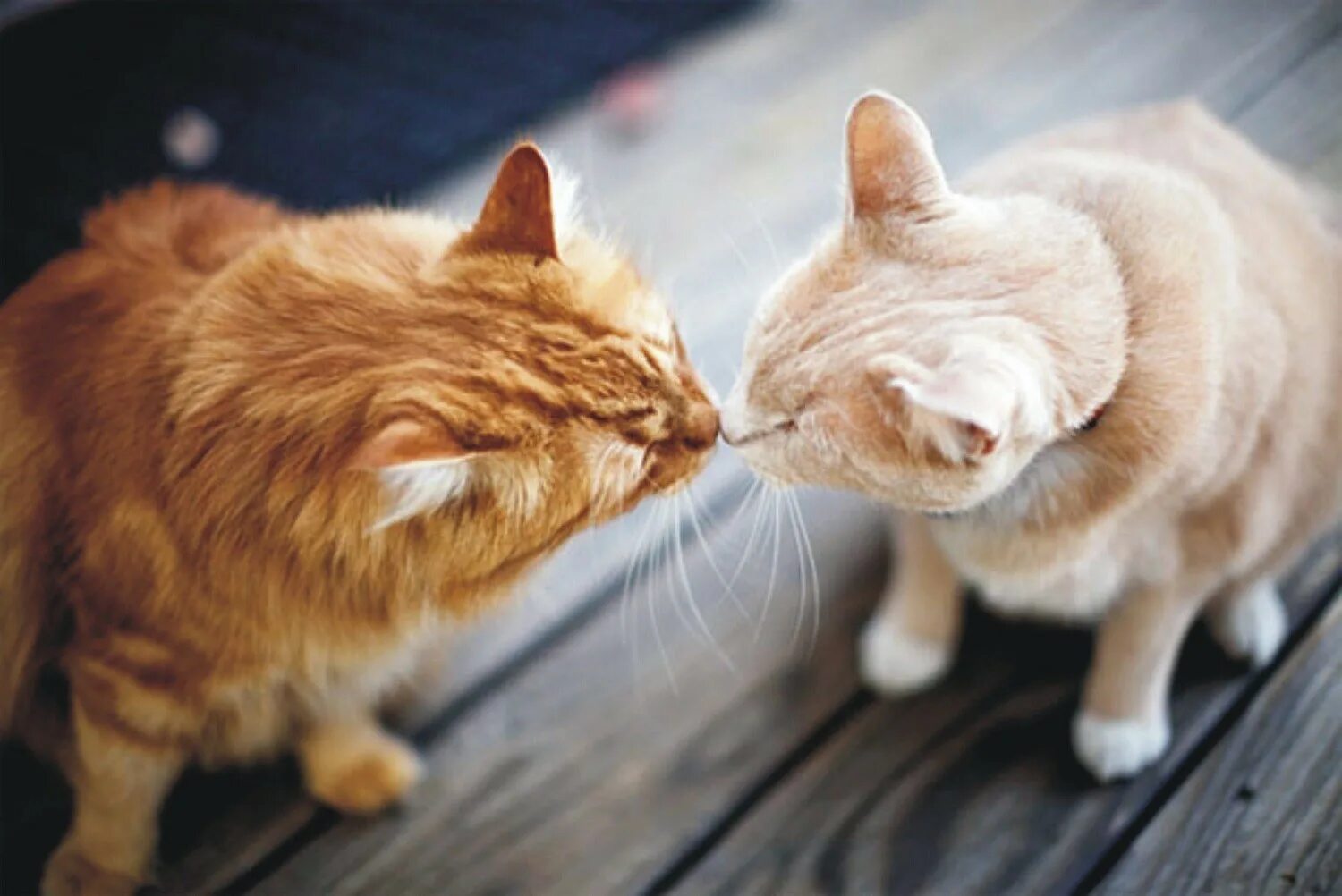 Кошечки любовь. Кошки любовь. Два котика. Влюбленные кошки. Рыжая кошка с котятами.