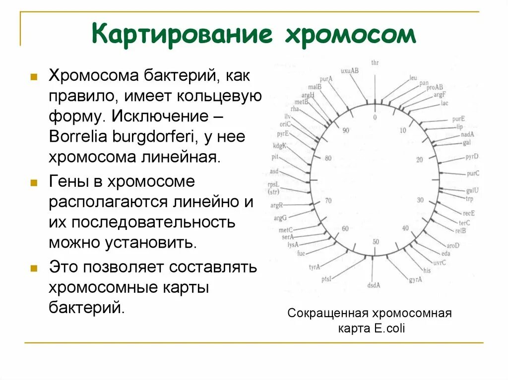 Генетическая карта хромосомы e.coli. Генетические карты бактерий. Принцип генетического картирования у бактерий. Картирование генома бактерий. Кольцевая 4 хромосома