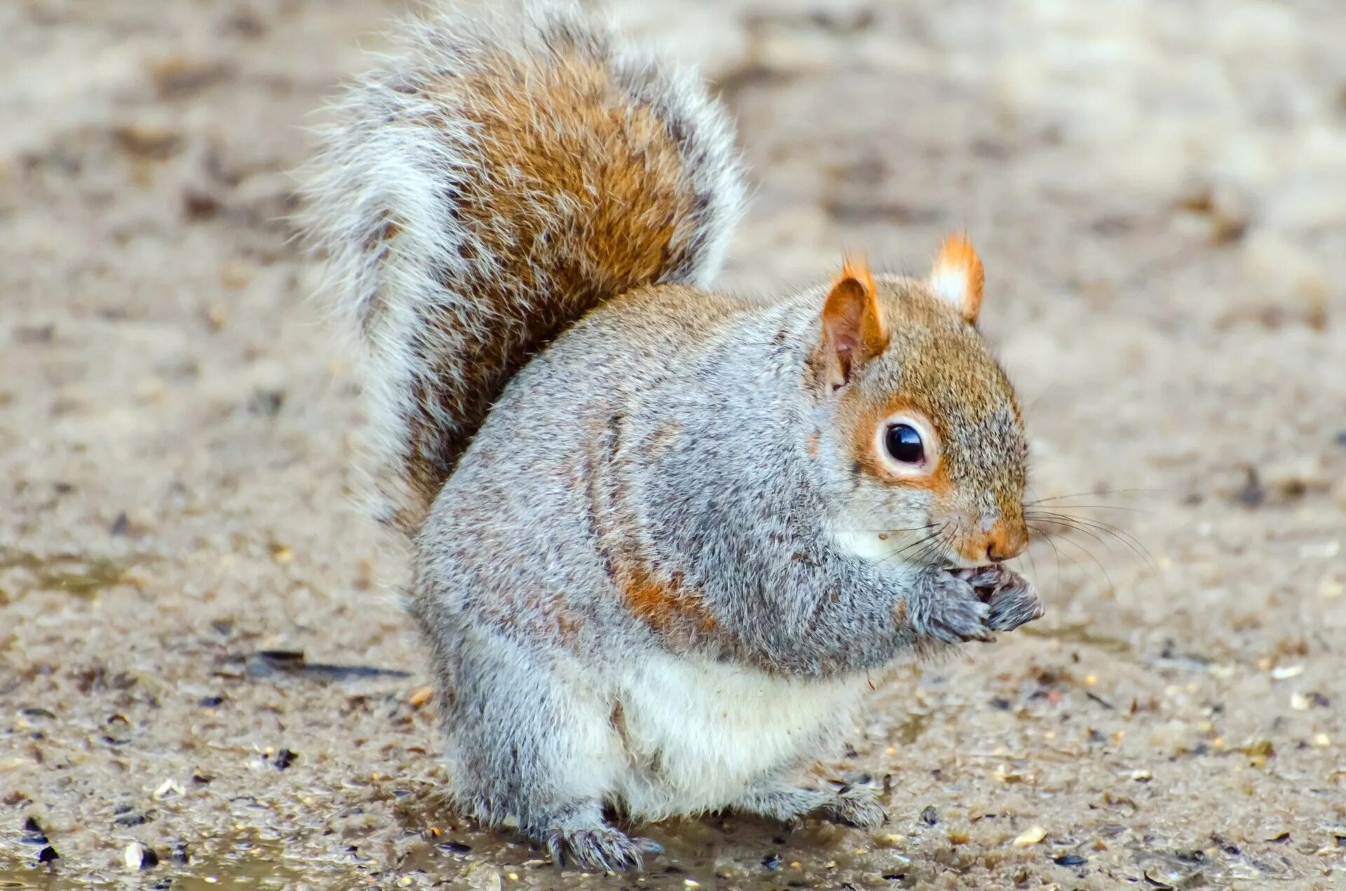 Белка на севере. Белка альбинос в россии. Редкая белка. Белка летяга альбинос. Серо белая белка.