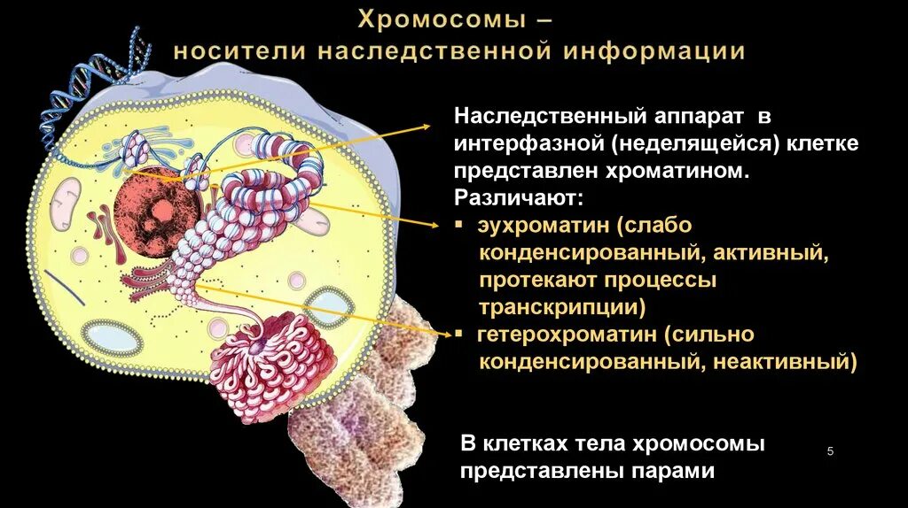 Ядро содержит наследственную информацию. Наследственный аппарат клетки. Наследственный аппарат клетки хромосомы. Строение клетки хроматин. Наследственный аппарат клеток человека.