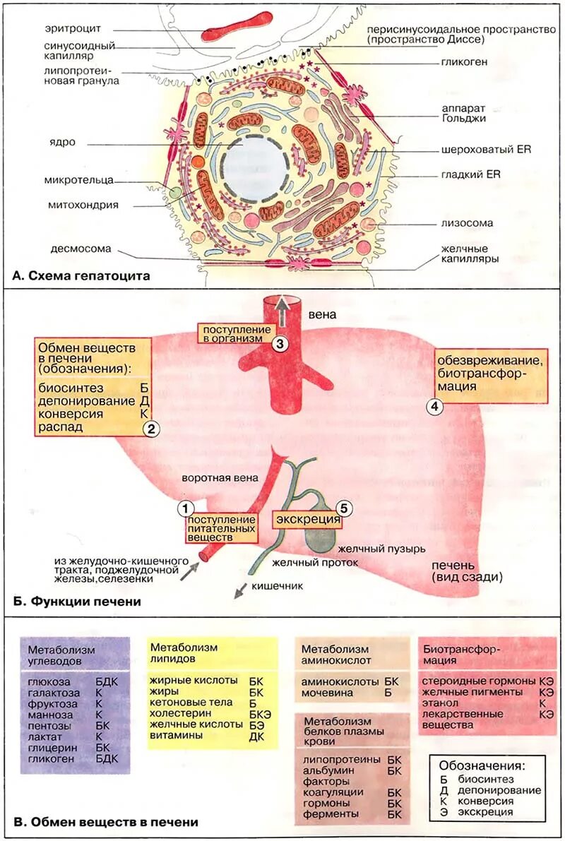 Функции гепатоцитов печени. Схема гепатоцита. Функции печеночных клеток. Схема метаболизма в гепатоцитах.