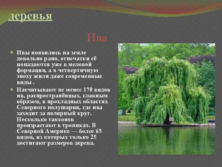 Продолжительность жизни деревьев таблица для 1 класса. Ива дерево описание. продолжительность жизни дерева ива. паспорт дерева ива.