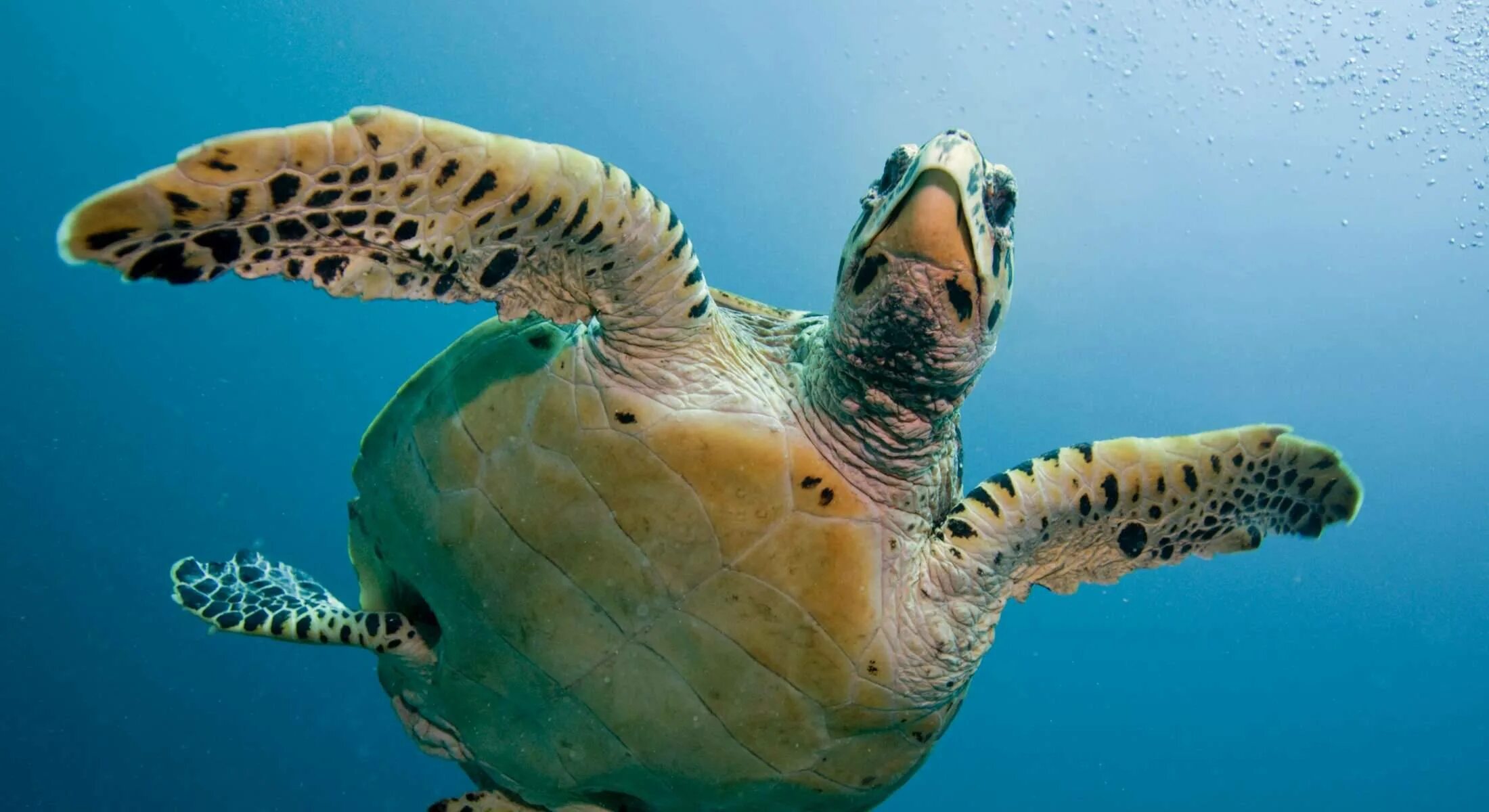 Черепаха Каретта-Каретта. Водоплавающая черепаха морская. Черепаха бисса (Каретта). Ласты морской черепахи. Скорость морской черепахи