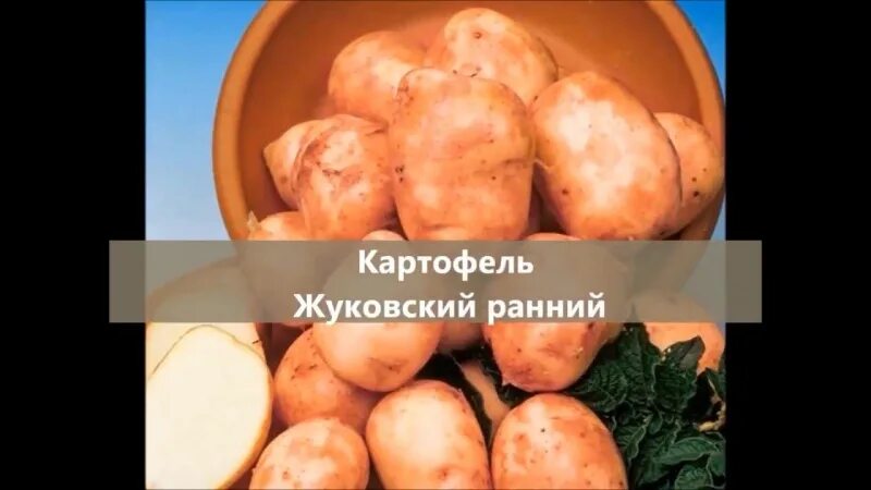 Жуковский ранний картофель характеристика отзывы. Картофель семенной Жуковский ранний. Картофель Жуковский,Метеор. Сорт картофеля Жуковский ранний. Картофель суперэлита Жуковский.