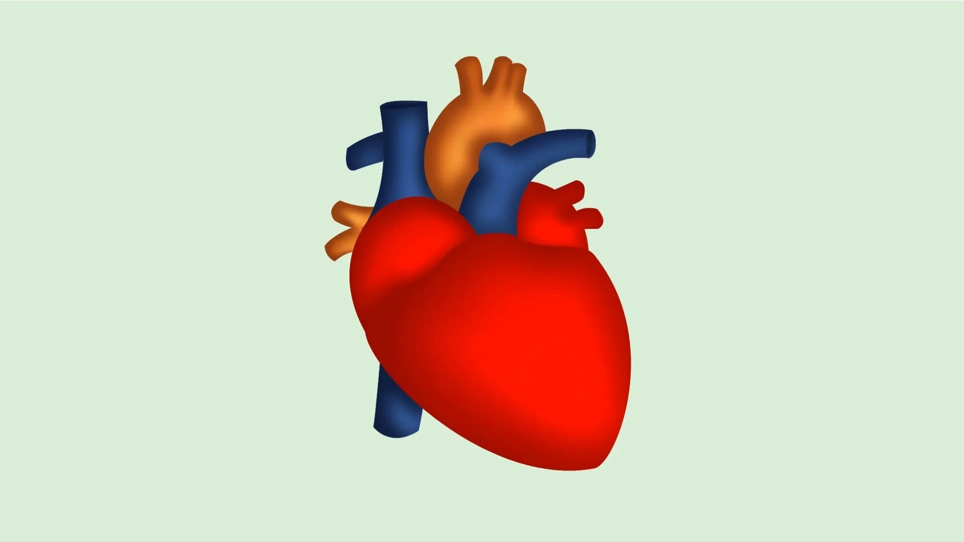 Орган сердце человека рисунок. Сердце картинка для детей.