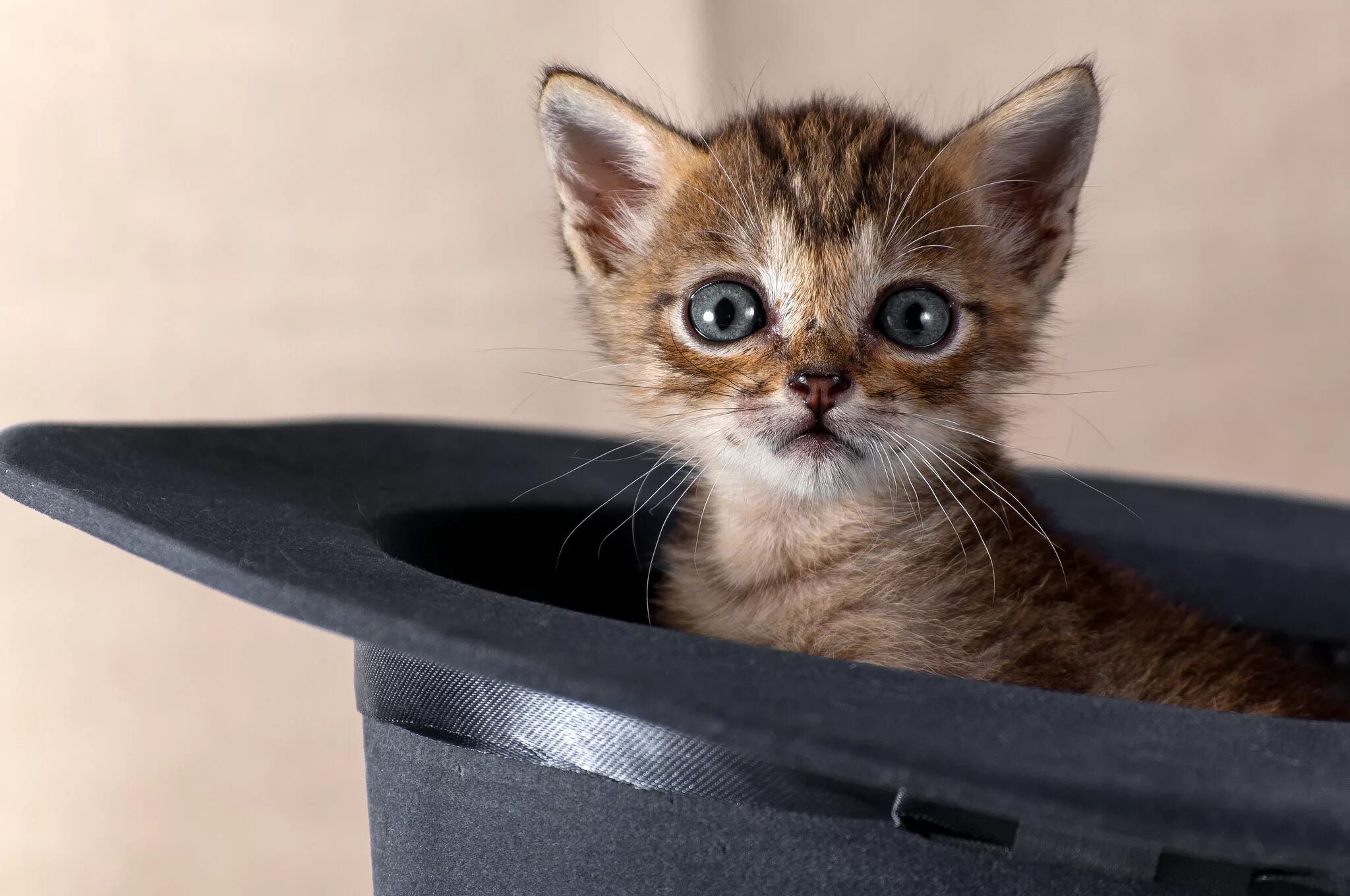 Про веселого котенка. Смешные котята. Смешной котяра. Милые кошки. Котики приколы.