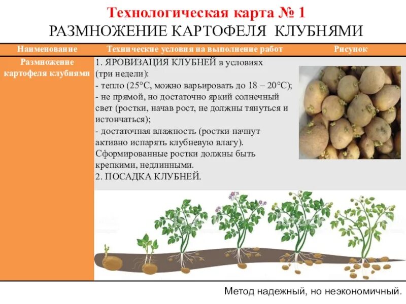 Картофель какая среда. Стадии роста картошки. Фазы роста и развития картофеля. Этапы развития картофеля. Фазы произрастания картофеля.