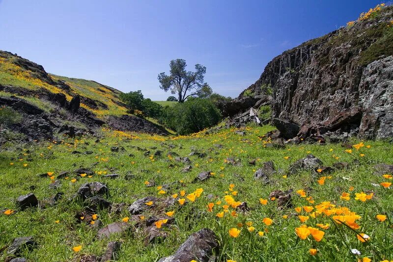 овраг цветущий. российский пейзаж. летний пейзаж. берёзовый овраг. овраг тропинка.