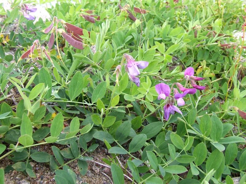 Чина японская. Lathyrus pubescens. Чина Приморская. Чина Приморская фото.