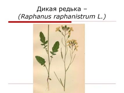 Редька дикая и редька посевная