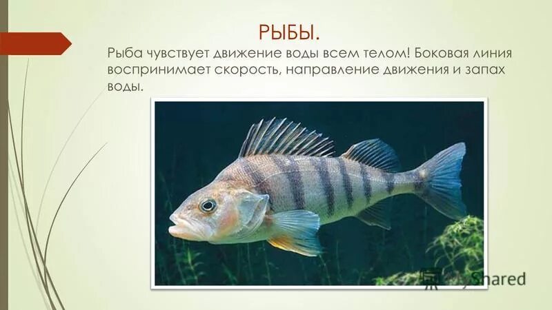 строение органа обоняния рыбы. реклама рыбы. рыбы чувствуют поле. рыбы не чувствуют боли. боковая линия орган чувств у рыб.